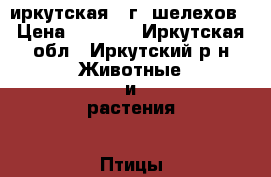 иркутская   г. шелехов › Цена ­ 3 500 - Иркутская обл., Иркутский р-н Животные и растения » Птицы   . Иркутская обл.